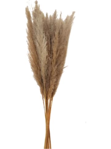 Deco Lorrie Pampasgras naturel/grijs - (H)65 cm