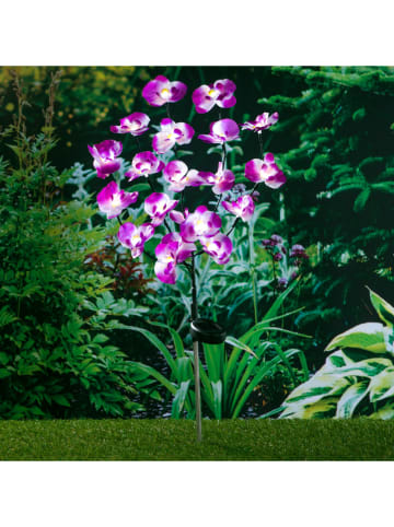 Profigarden Solarna lampa ogrodowa LED w kolorze fioletowym - wys. 75 cm