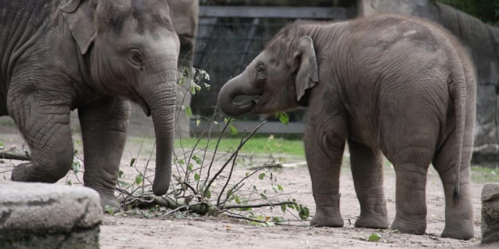 Zoo Leipzig mit 4* Hotel Atlanta