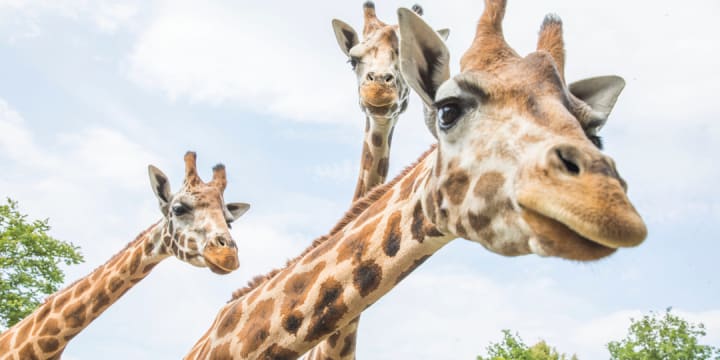 Zoo Leipzig mit 4* Hotel Atlanta