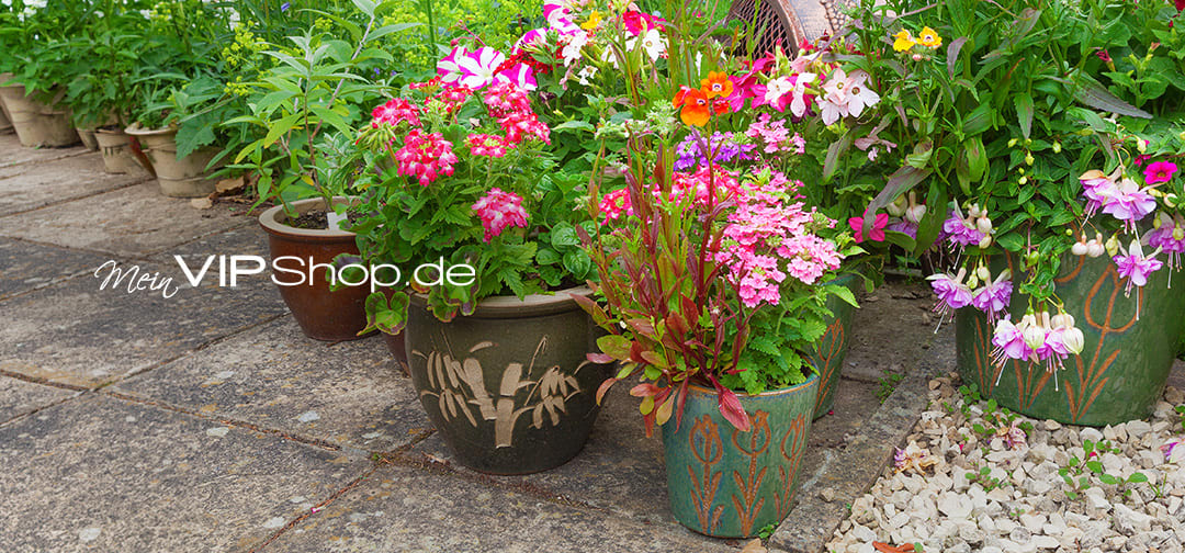 MeinVIPShop Pflanzen