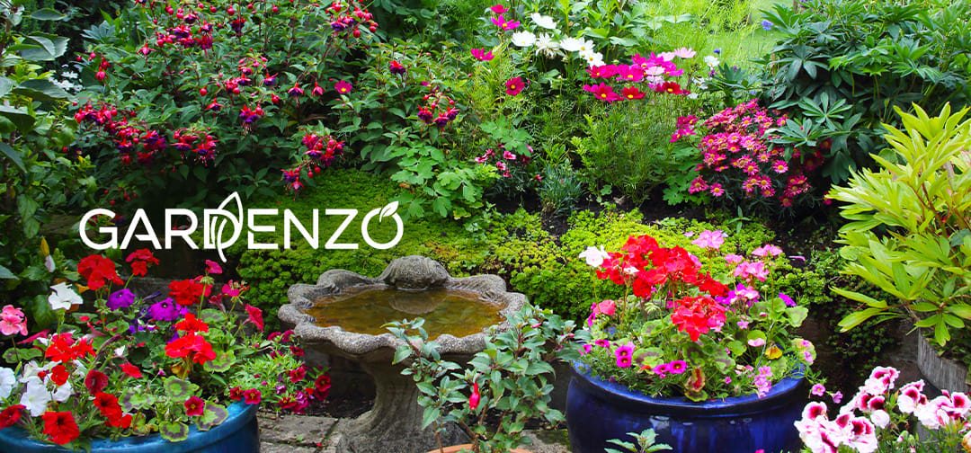  Pflanzen von GARDENZO