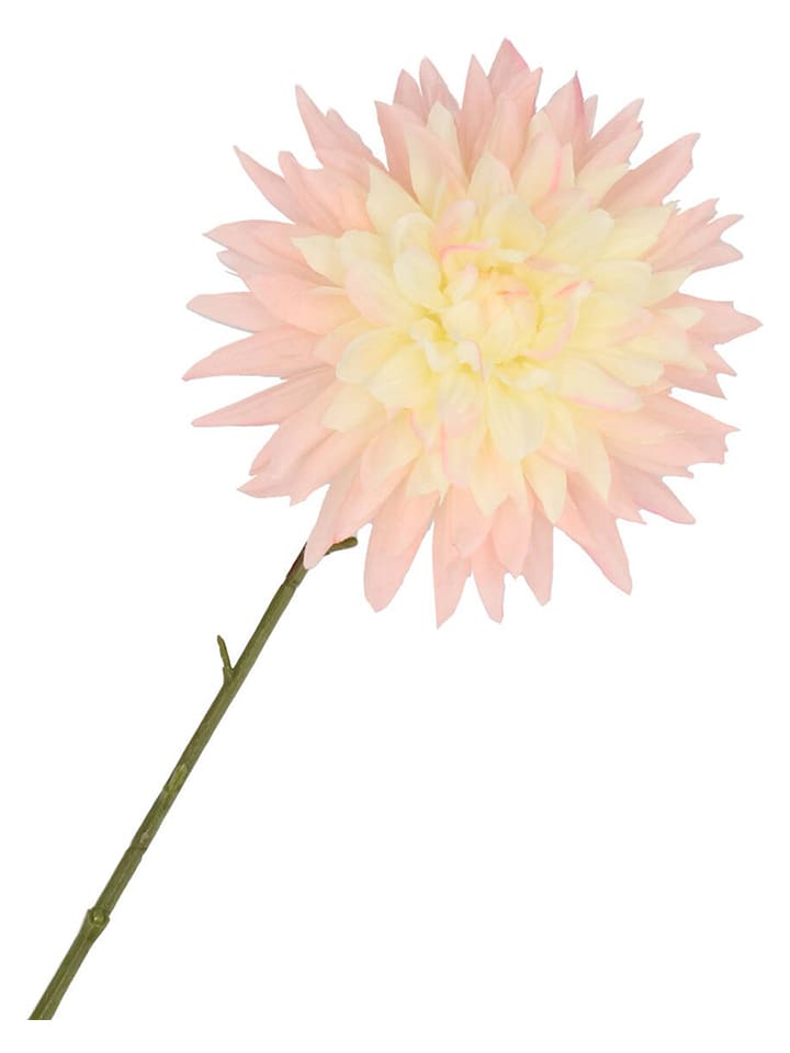 Kunstblume "Dahlia" in Creme/ Rosa/ Grün - (H)65 cm