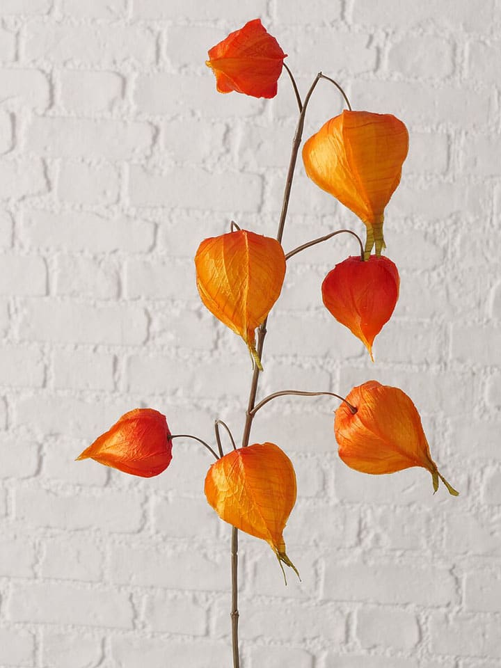 Dekozweig "Physalis" in Orange - (H)15 cm