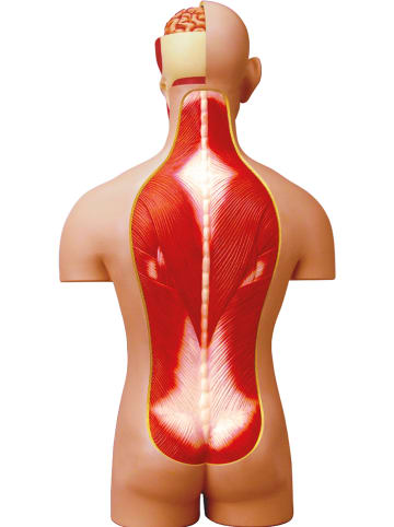 MGM Zestaw naukowy - 8+