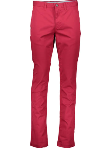 Lacoste Chinobroek fuchsia