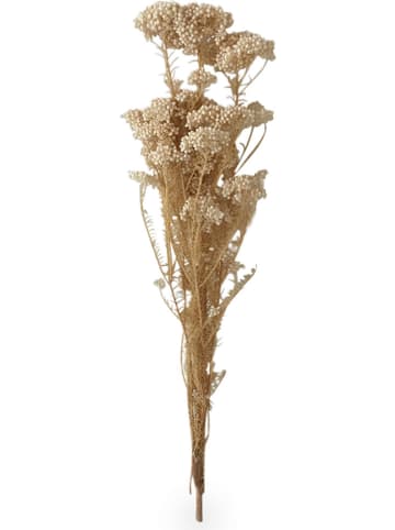 Deco Lorrie Achillea naturel - (H)45 cm