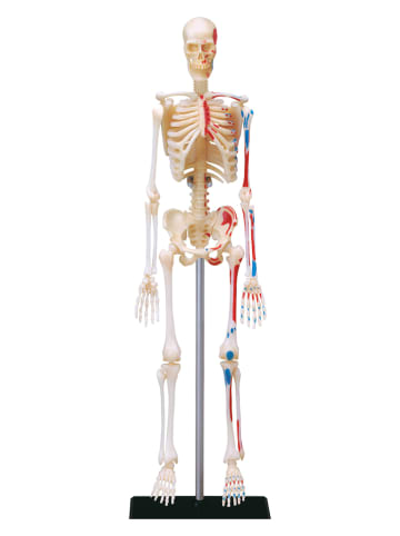 MGM 42-delige bouwset "Anatomie" - vanaf 8 jaar