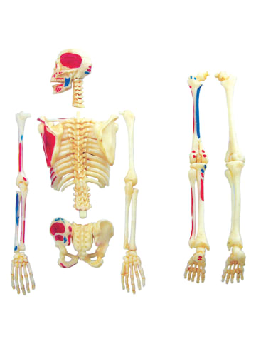 MGM 42-delige bouwset "Anatomie" - vanaf 8 jaar