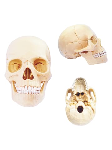 MGM 17tlg. Bausatz "Anatomie" - ab 8 Jahren