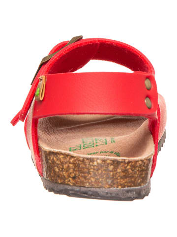 El Naturalista Sandalen "Incógnito" rood