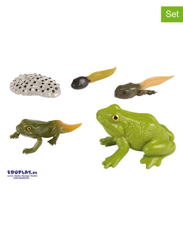 Eduplay Experimentierset "Lebenszyklen Frosch" - ab 3 Jahren