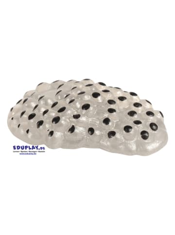 Eduplay Experimentierset "Lebenszyklen Frosch" - ab 3 Jahren