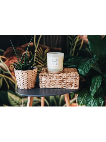 AVA & MAY Duftkerze "Madagaskar" in Creme - 500 g