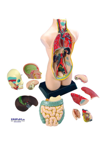 Eduplay Anatomiemodell - ab 8 Jahren