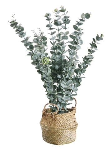 AMARE Kunstplant "Eukalyptus" groen - (H)50 cm