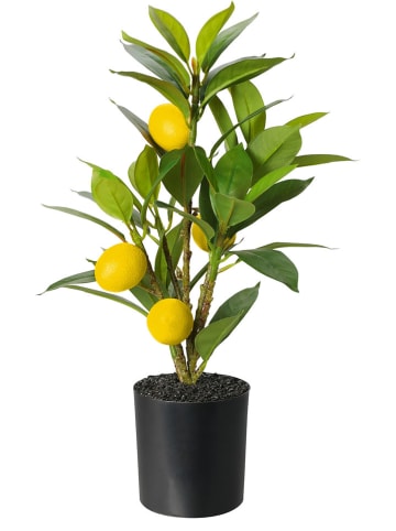 AMARE Kunstpflanze "Zitronenbaum" in Grün/ Gelb - (H)43 cm