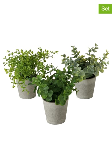 Boltze 3er-Set: Topfpflanzen "Timothy" in Grün - (H)18 x Ø 16 cm