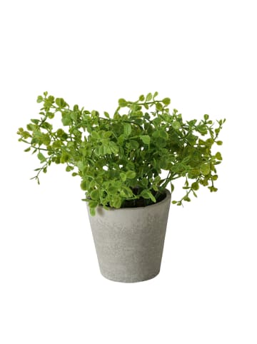Boltze 3er-Set: Topfpflanzen "Timothy" in Grün - (H)18 x Ø 16 cm