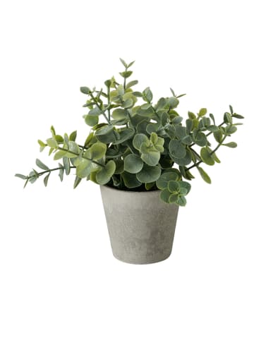 Boltze 3er-Set: Topfpflanzen "Timothy" in Grün - (H)18 x Ø 16 cm