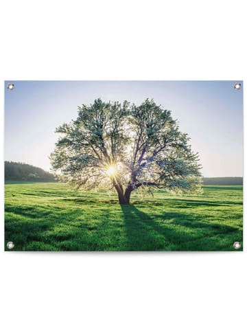 Orangewallz Leinwanddruck "Morning Tree" - (B)70 x (H)50 cm
