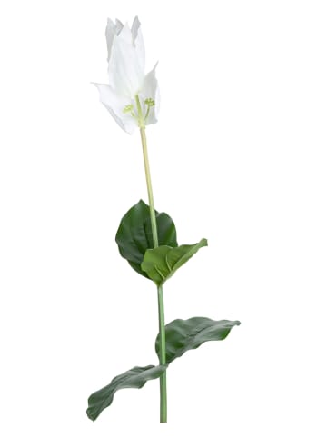 LEONARDO Sztuczny kwiat w kolorze białym - wys. 73 cm