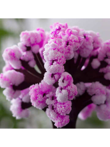 Thumbs Up Kristallbaum "Magic Sakura" in Lila