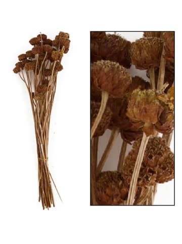 Dijk Natural Bukiet suszonych kwiatów w kolorze brązowym - wys. 55 cm