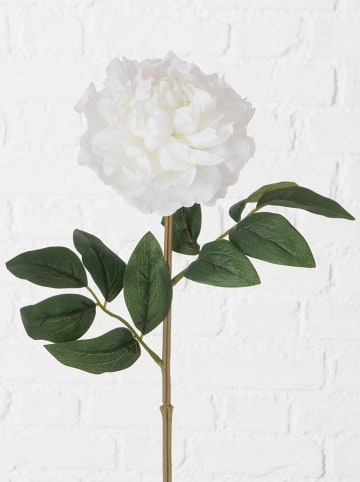 Boltze Decoratieve bloem "Pfingstrose" wit/groen - (H)17 cm