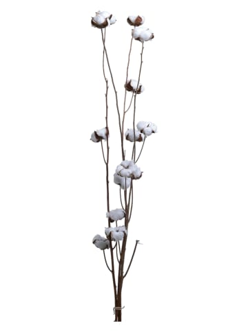 InArt Suszone kwiaty w kolorze biało-brązowym - 95 cm