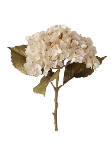 Boltze Dekoblume "Hortensie" in Beige/ Grün - (H)52 cm