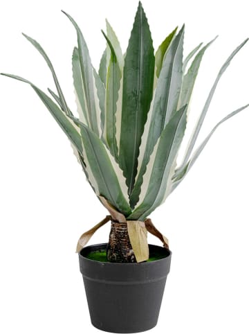 Kare Decoratieve plant "Agave" groen/zwart - (H)50 cm