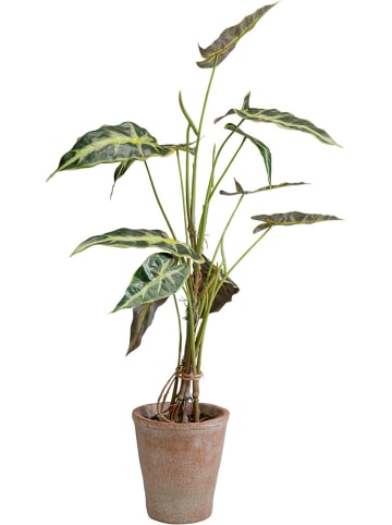 Kare Dekopflanze "Alocasia" in Grün - (H)80 cm