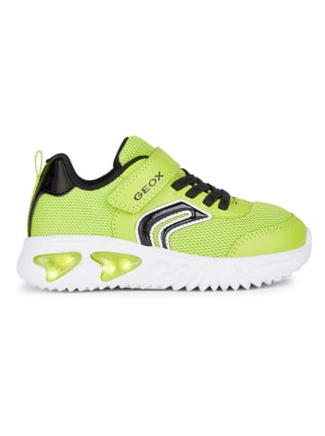 Geox Sneakersy "Lights - Assister" w kolorze limonkowym