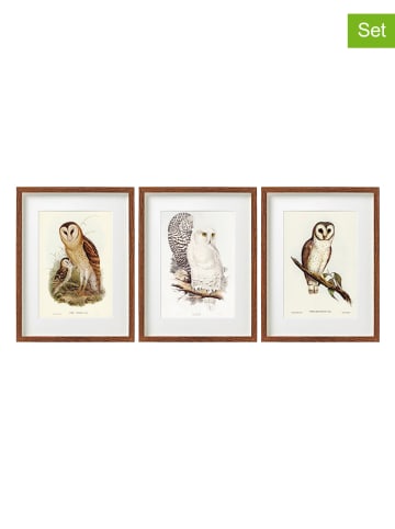 SiL Interiors Druki artystyczne (3 szt.) "Owls" w kolorze brązowym w ramce - 40 x 30 cm