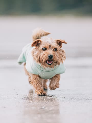 Paikka Hunde-Trockenmantel in Hellgrün