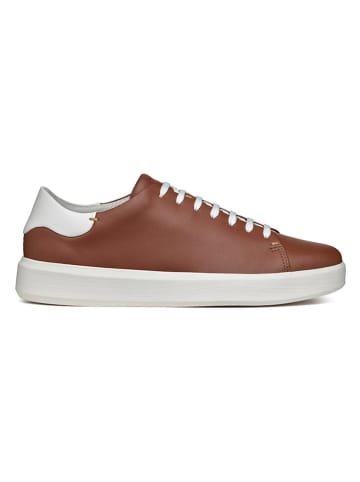 Geox Leder-Sneakers "Velletri" in Braun