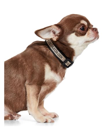 VOV & VUF Hundehalsband in Schwarz/ Creme