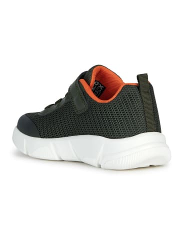 Geox Sneakers "Aril" in Khaki