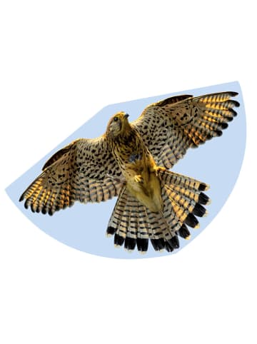 Günther Drache "FALKE" - (L)68 x (B)122 cm