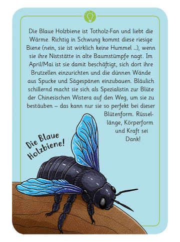 moses. Kartenspiel "50 wundersame Tierrätsel - Insekten" - ab 7 Jahren