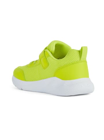Geox Sneakersy "Sprintye" w kolorze zielonym