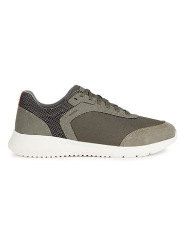 Geox Sneakers "Monreale" in Khaki