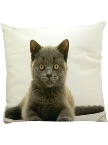 Mars & More Poduszka "British Shorthair" w kolorze brązowo-białym - 50 x 50 cm