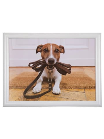 Mars & More Taca "Jack Russell" w kolorze białym - dł. 43 x 43 cm
