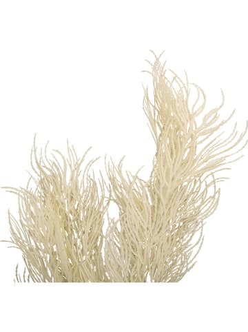 Present Time Kunstplant "Asparagus" crème - (B)25,4 x (H)86,4 cm