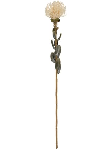 Present Time Kunstplant "Protea Flower" crème/groen - (B)12 x (H)73 cm