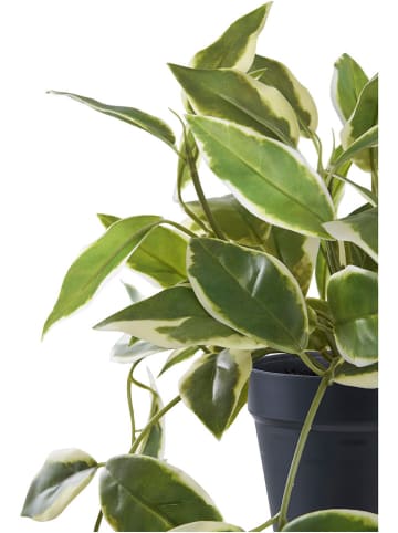 House Nordic Kunstplant "Hoya Carnosa" groen - (H)33 cm