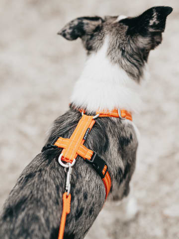 Paikka Hondentuigje oranje