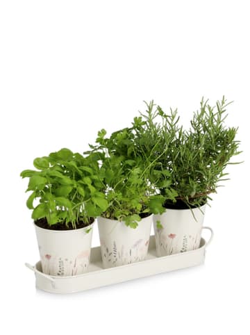 Zeller 4-delige kruidenpotjesset "Flower" wit